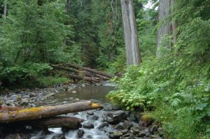 lookout creek