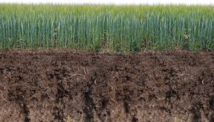 soil cross section